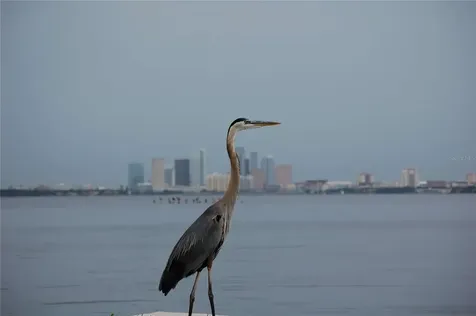 4950 Bayshore Boulevard Tampa FL 33611