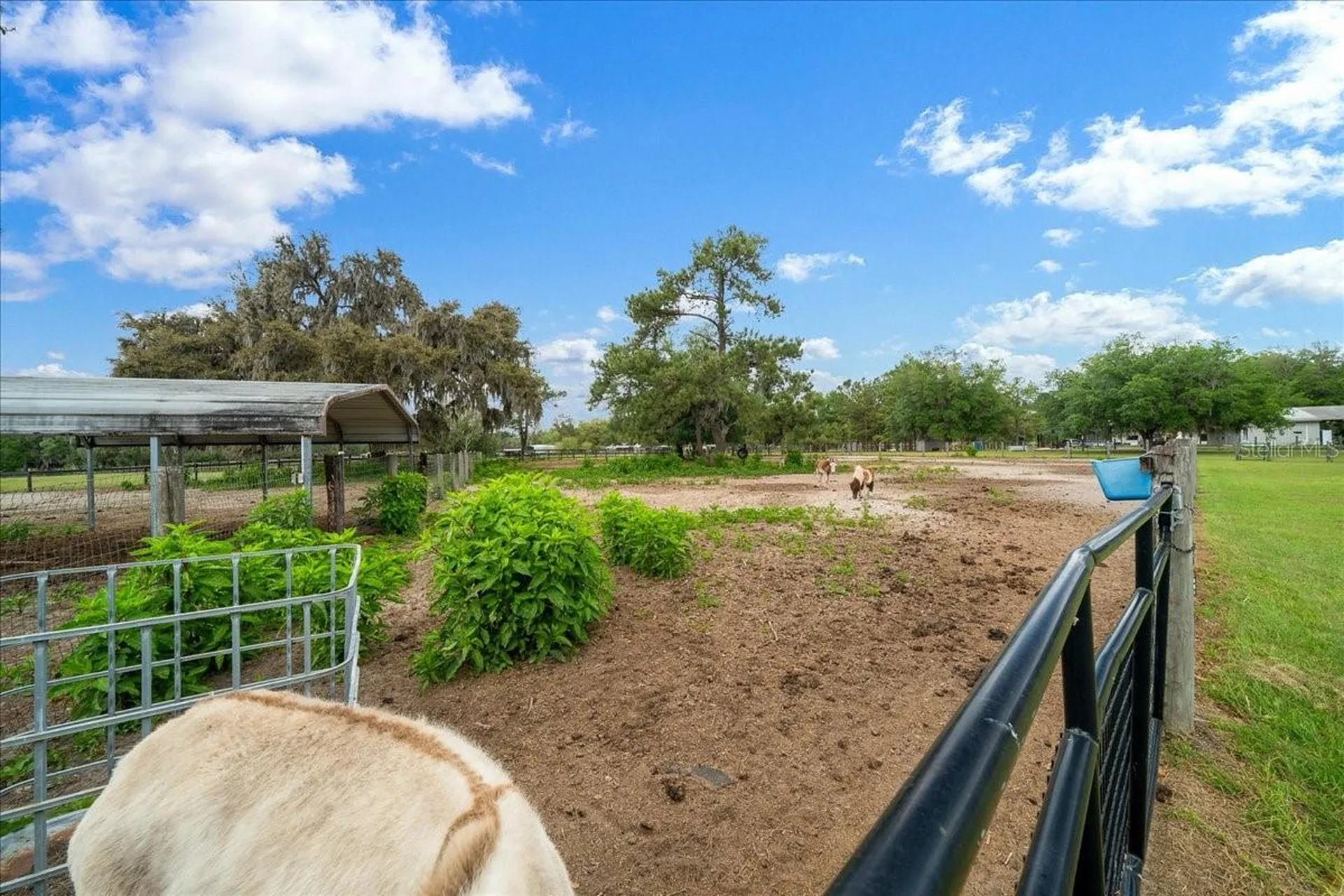13456 W Highway 318 Williston FL 32696