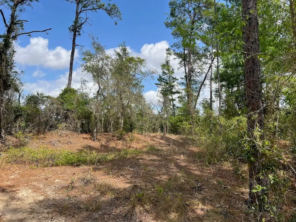 10TH Street SE Williston FL 32696