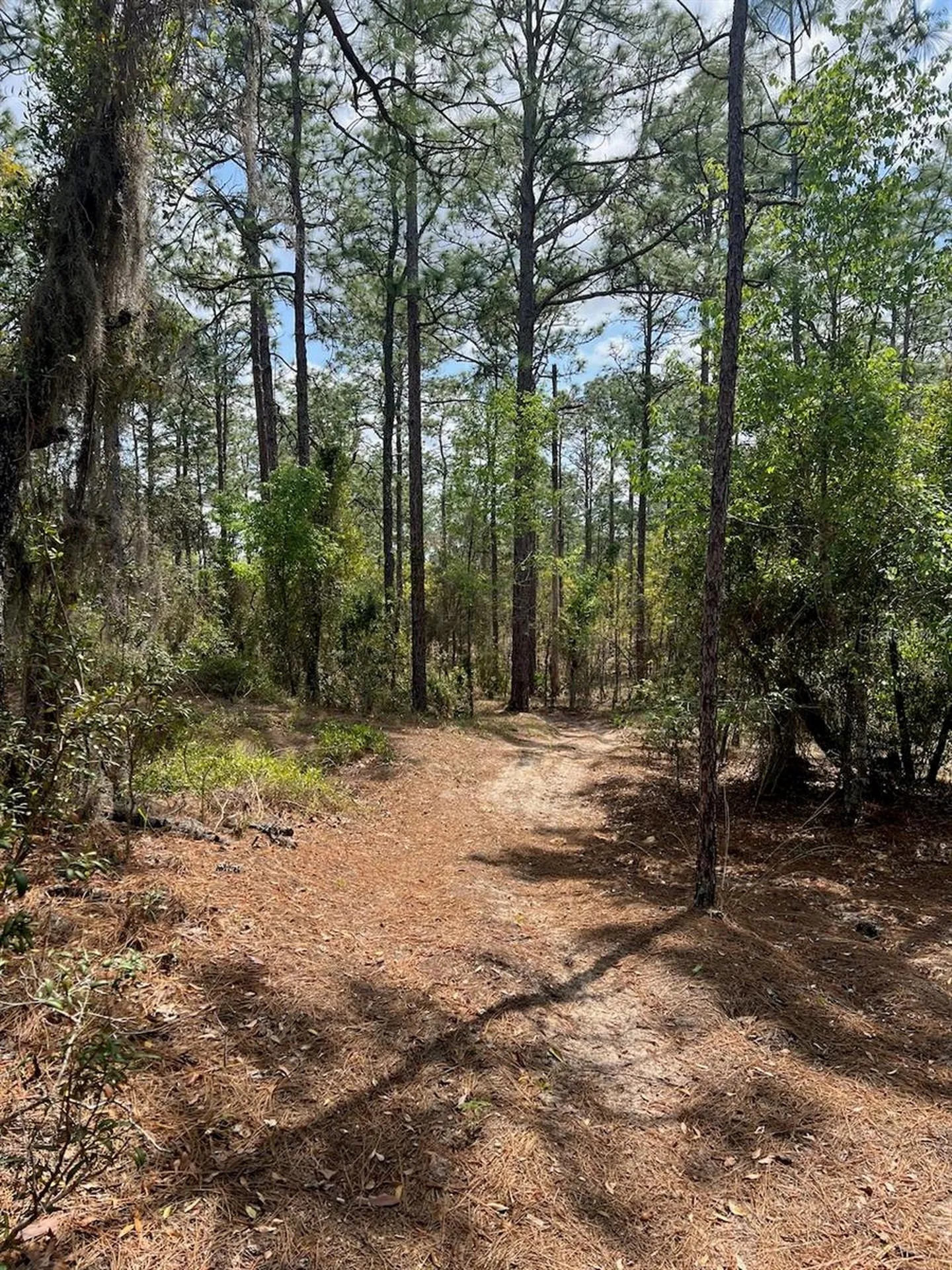 10TH Street SE Williston FL 32696