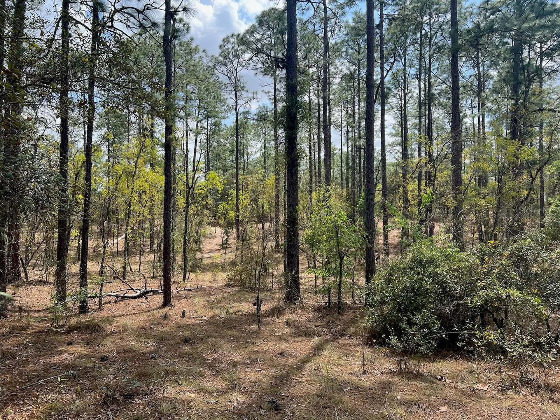 10TH Street SE Williston FL 32696