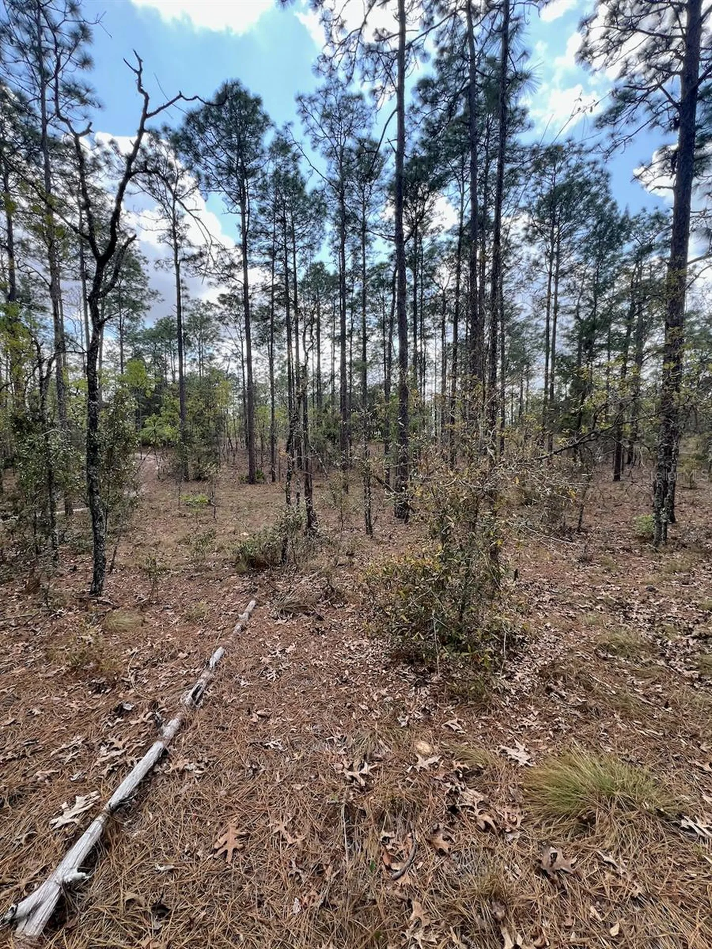10TH Street SE Williston FL 32696
