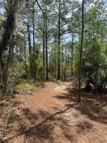 10TH Street SE Williston FL 32696