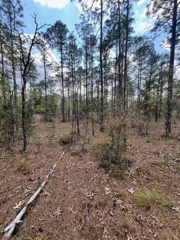 10TH Street SE Williston FL 32696