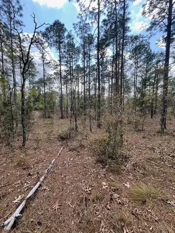 10TH Street SE Williston FL 32696