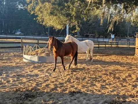 15243 S Highway 25 Weirsdale FL 32195
