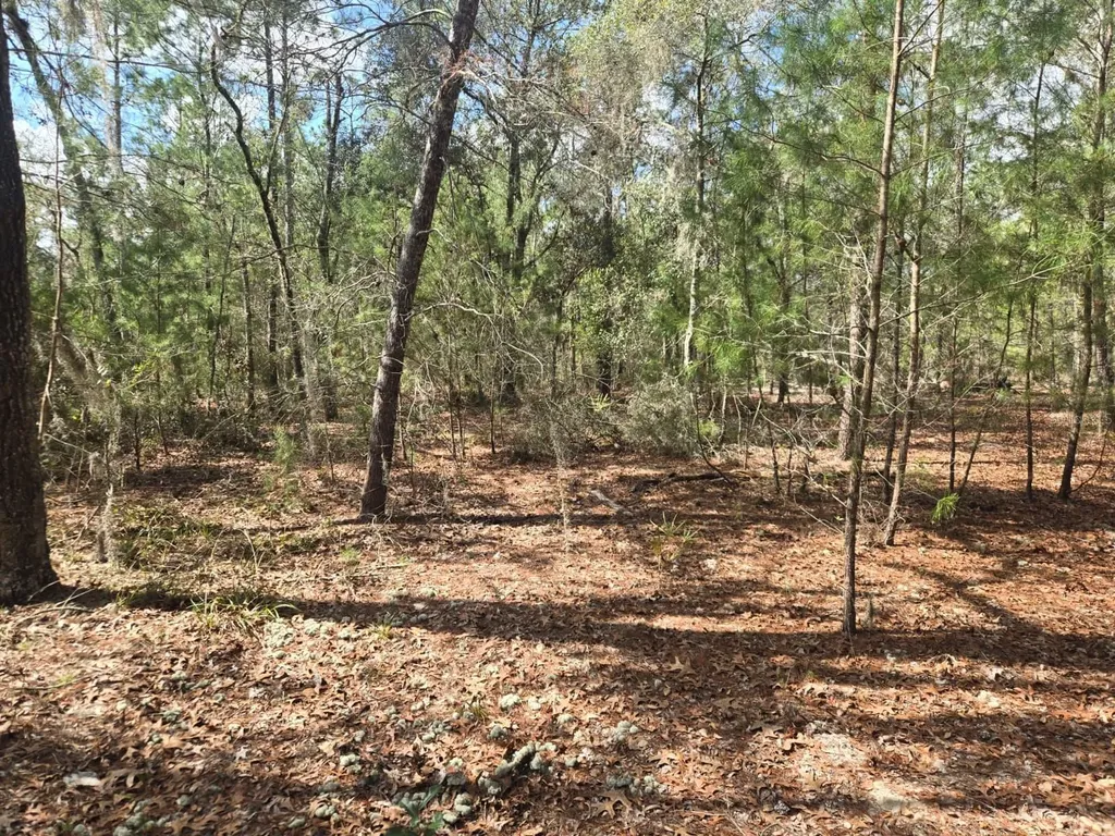 206 Wales Street Interlachen FL 32148