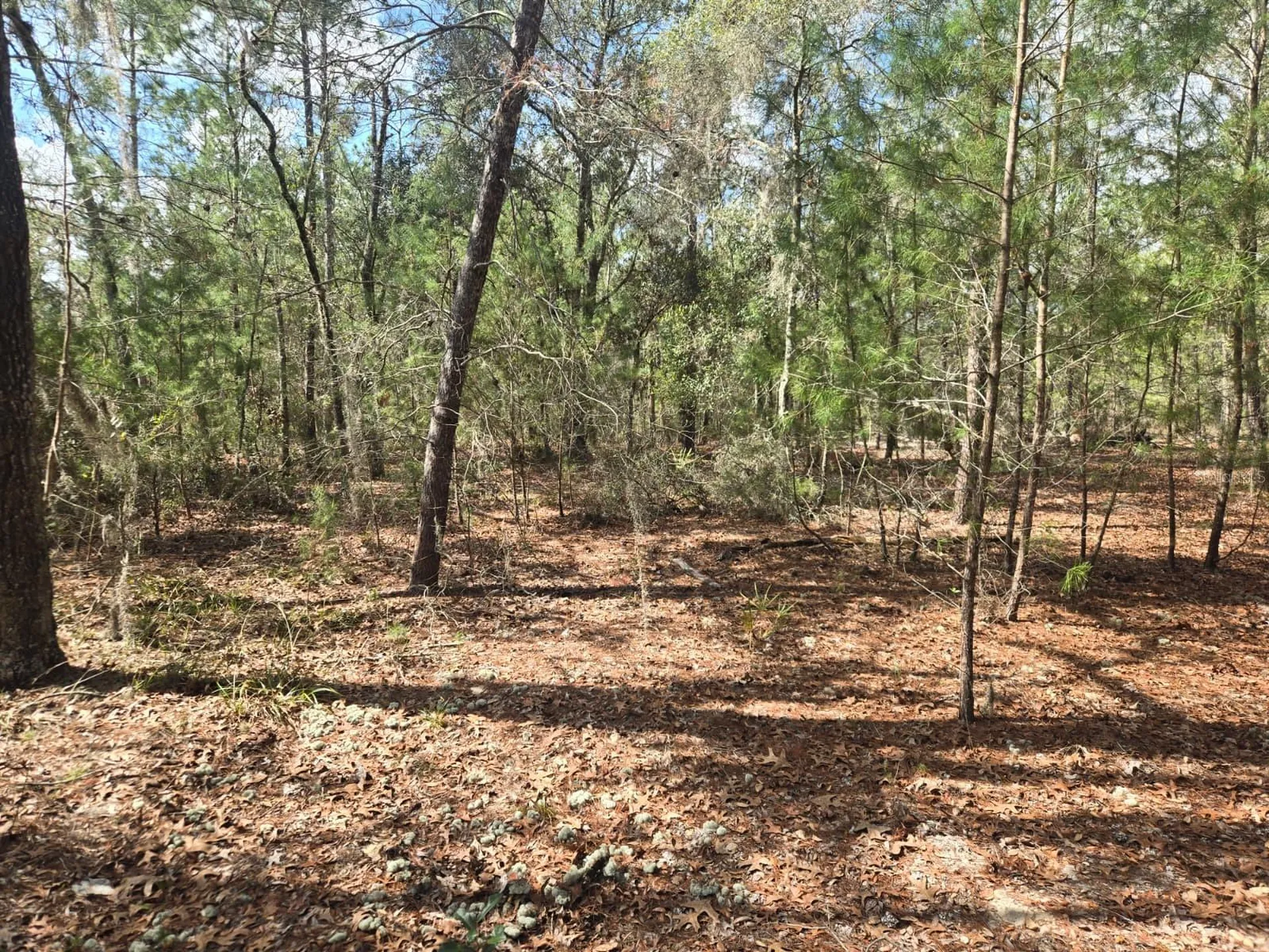 206 Wales Street Interlachen FL 32148