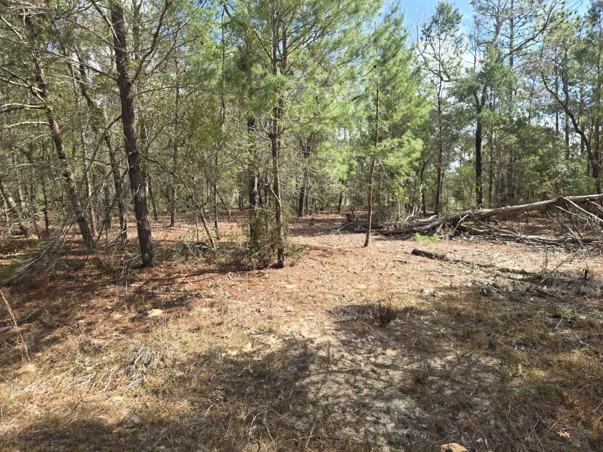 206 Wales Street Interlachen FL 32148