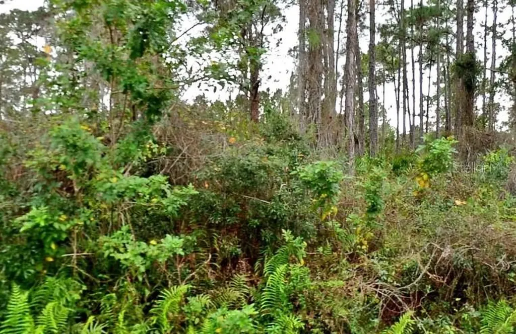Jacaranda Avenue North Port FL 34291