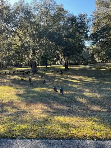 Tbd NW 148 Lane Williston FL 32696