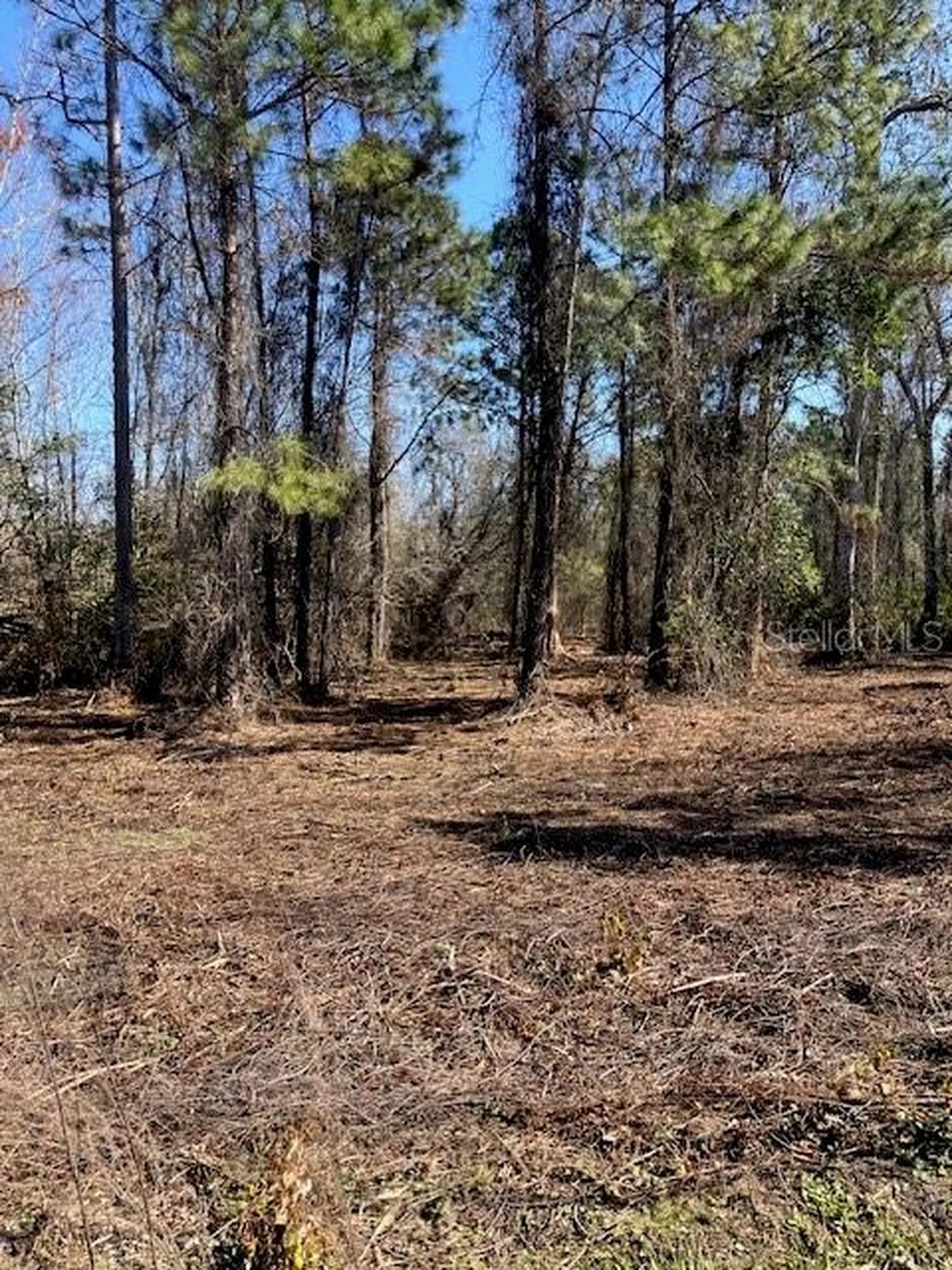 1881 Hazelnut Street Bunnell FL 32110