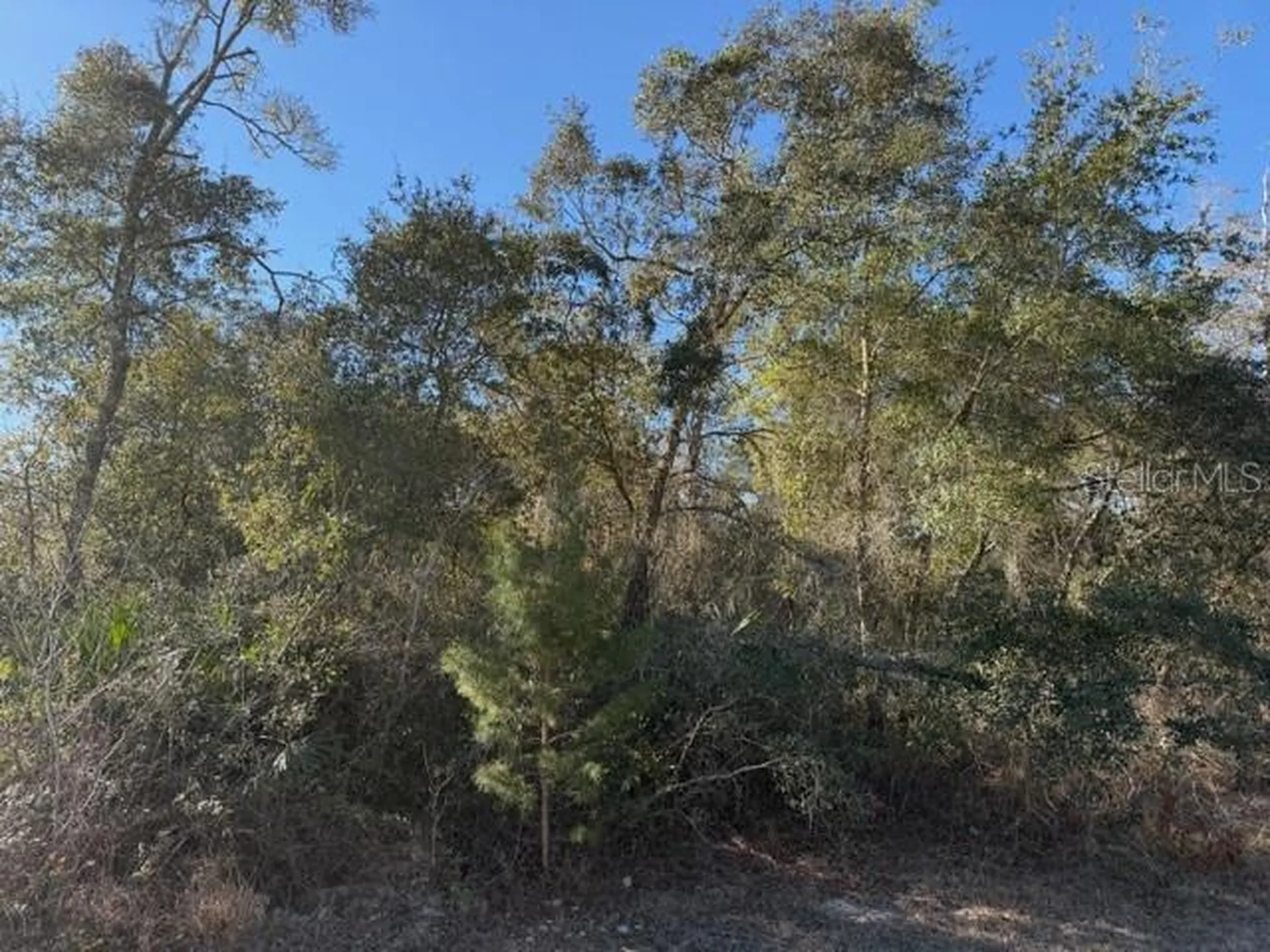 Tbd SW 158th Street Road Ocala FL 34473
