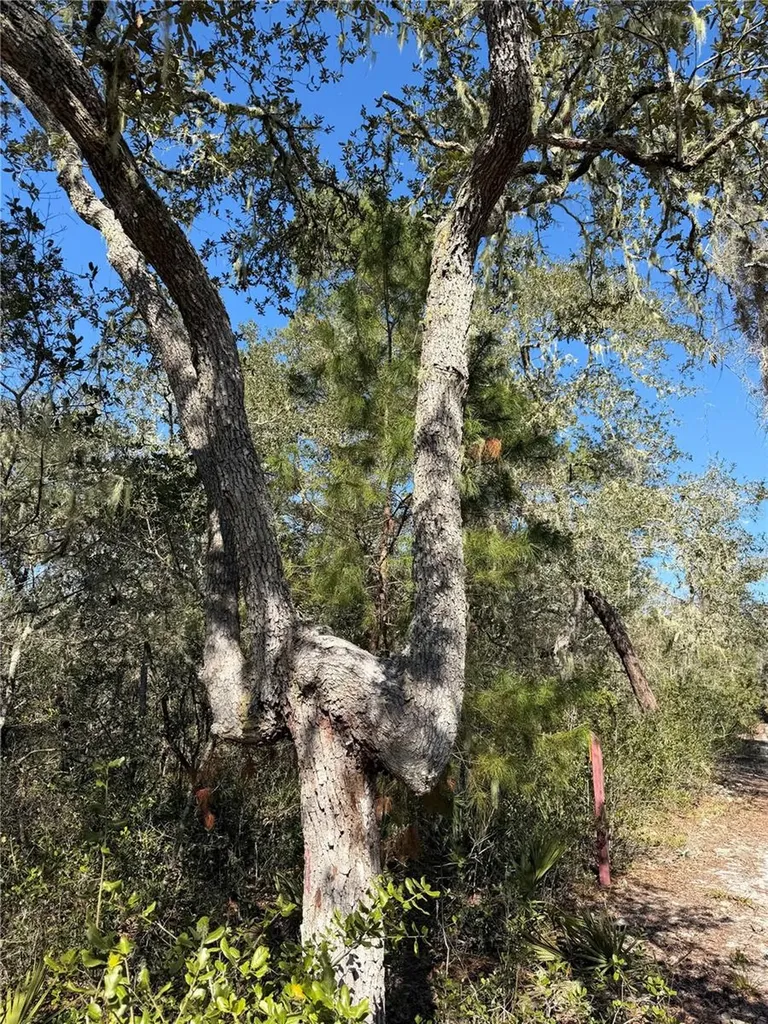 Tbd NE 170th Avenue Road Fort Mc Coy FL 32134