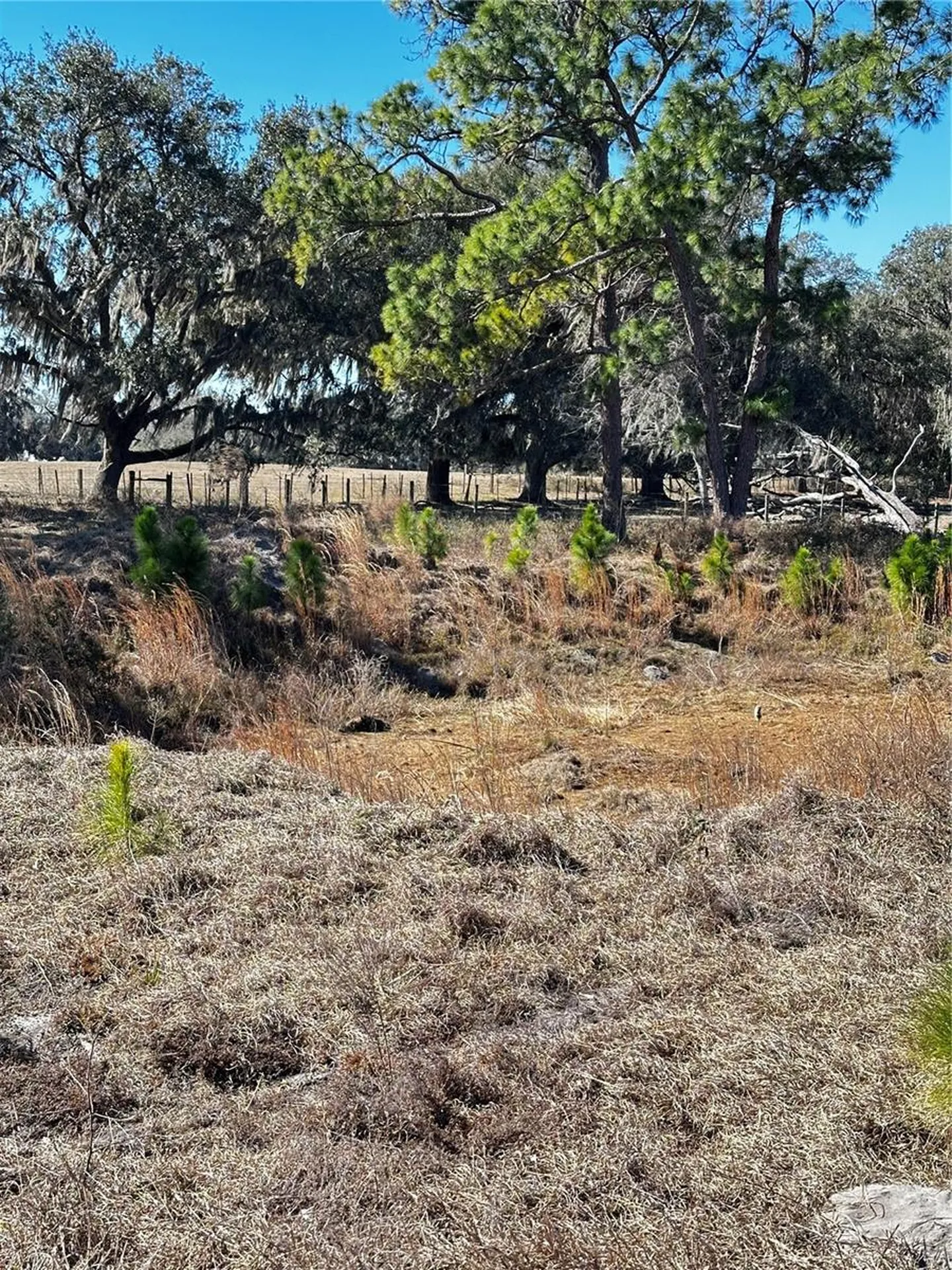 Cr 707 Road Webster FL 33597