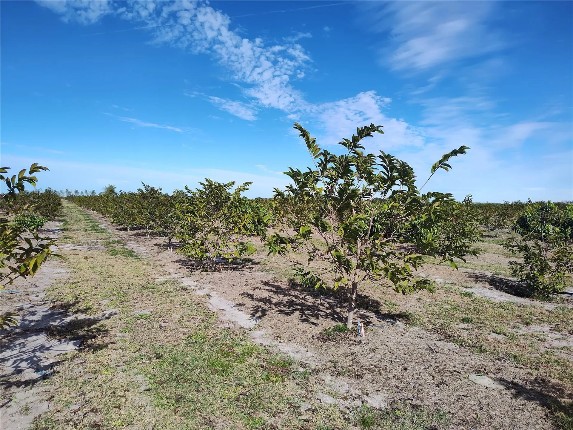 Arcadia FL 34266