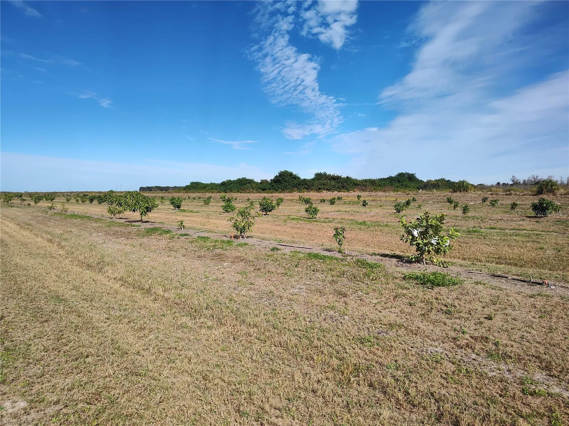 Arcadia FL 34266