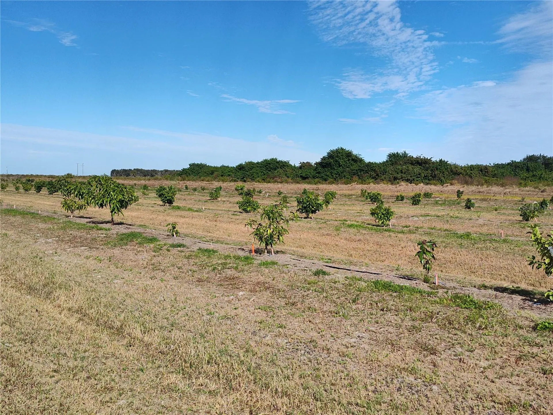 Arcadia FL 34266