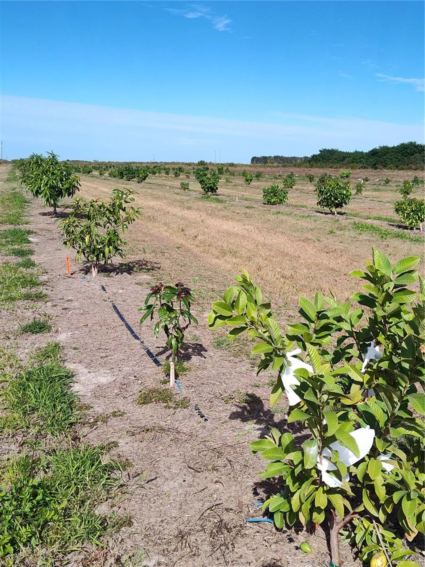 Arcadia FL 34266