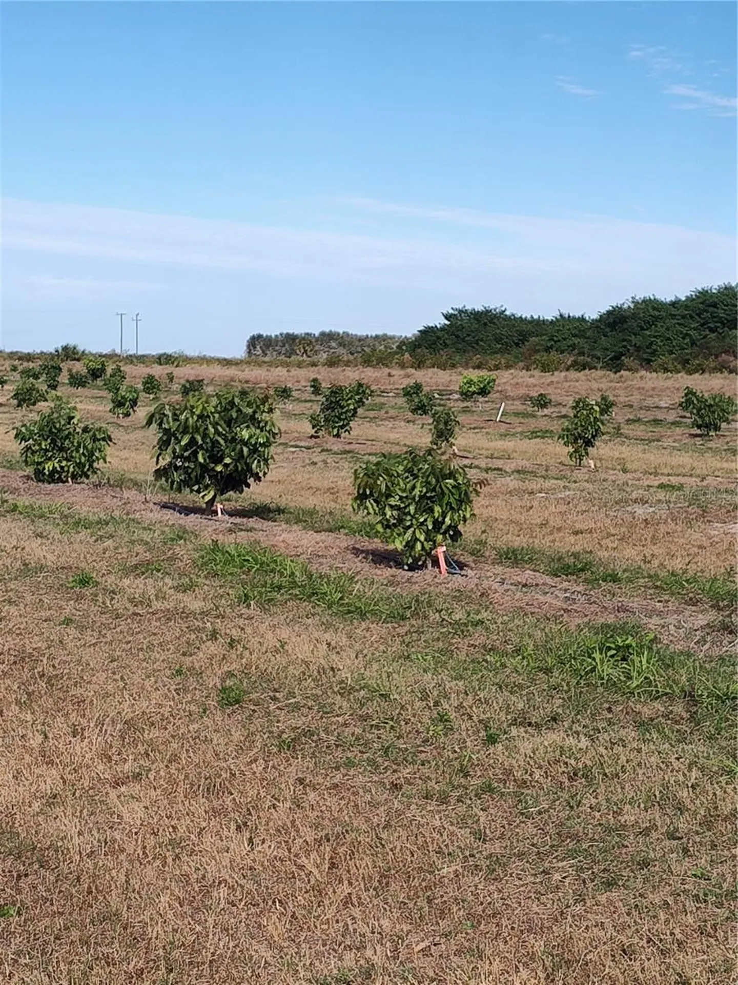 Arcadia FL 34266