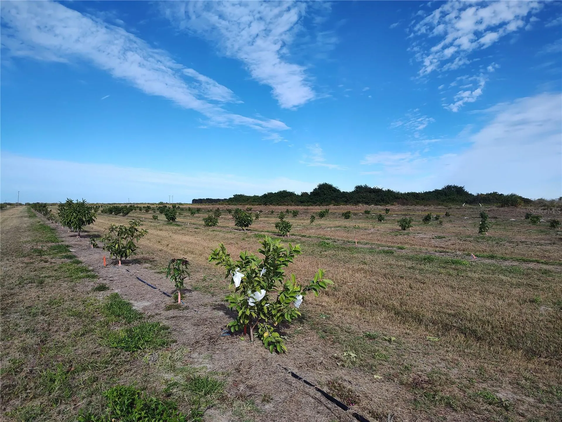 Arcadia FL 34266