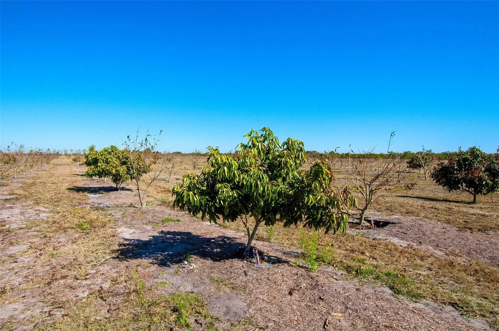 Arcadia FL 34266