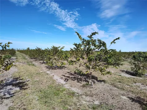 Arcadia FL 34266