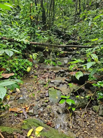 Pr 970 Maizales Ward Naguabo PR 00718