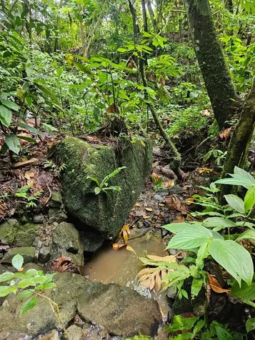 Pr 970 Maizales Ward Naguabo PR 00718