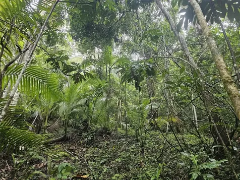 Pr 970 Maizales Ward Naguabo PR 00718
