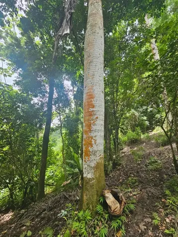 Pr 970 Maizales Ward Naguabo PR 00718