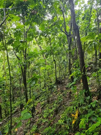 Pr 970 Maizales Ward Naguabo PR 00718