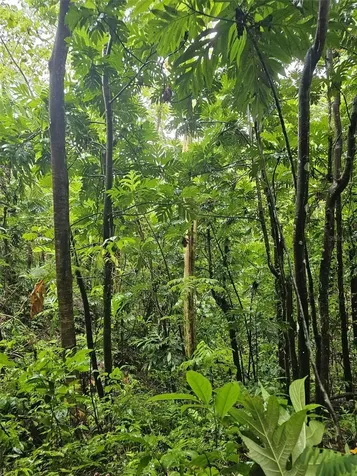 Pr 970 Maizales Ward Naguabo PR 00718