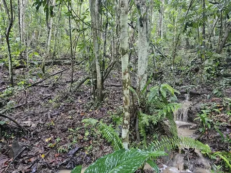 Pr 970 Maizales Ward Naguabo PR 00718