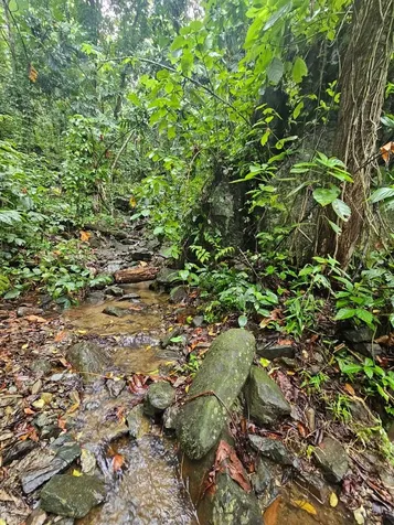 Pr 970 Maizales Ward Naguabo PR 00718