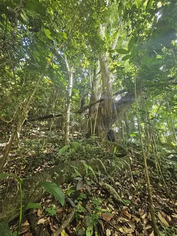 Pr 970 Maizales Ward Naguabo PR 00718