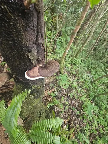 Pr 970 Maizales Ward Naguabo PR 00718
