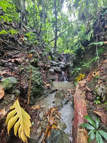 Pr 970 Maizales Ward Naguabo PR 00718