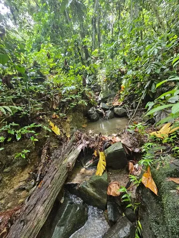 Pr 970 Maizales Ward Naguabo PR 00718
