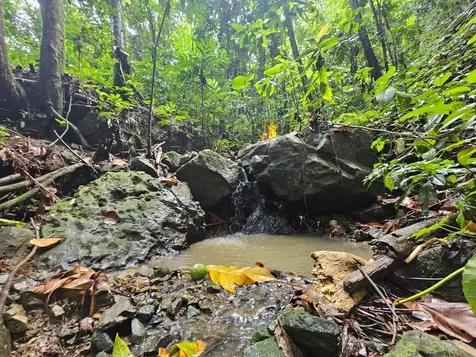 Pr 970 Maizales Ward Naguabo PR 00718