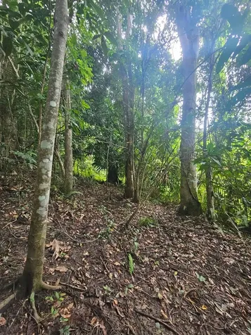 Pr 970 Maizales Ward Naguabo PR 00718