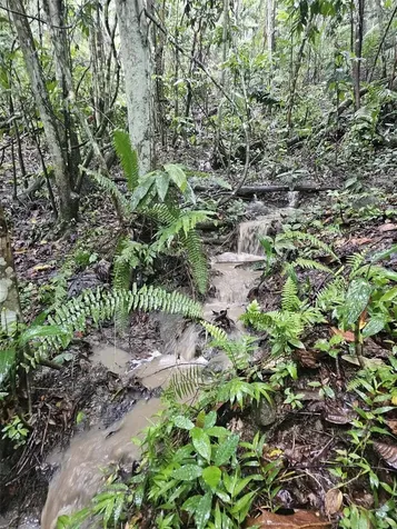 Pr 970 Maizales Ward Naguabo PR 00718