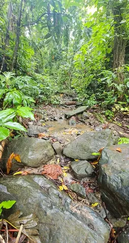 Pr 970 Maizales Ward Naguabo PR 00718