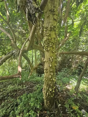 Pr 970 Maizales Ward Naguabo PR 00718