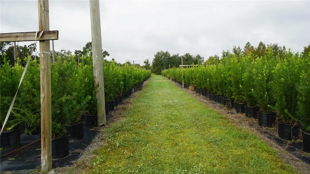 Douglas Road Groveland FL 34736