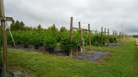 Douglas Road Groveland FL 34736