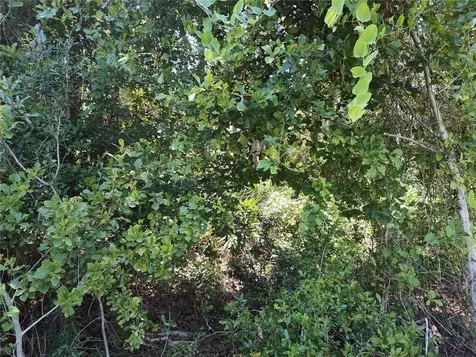 0000 NE 65th Court Citra FL 32113
