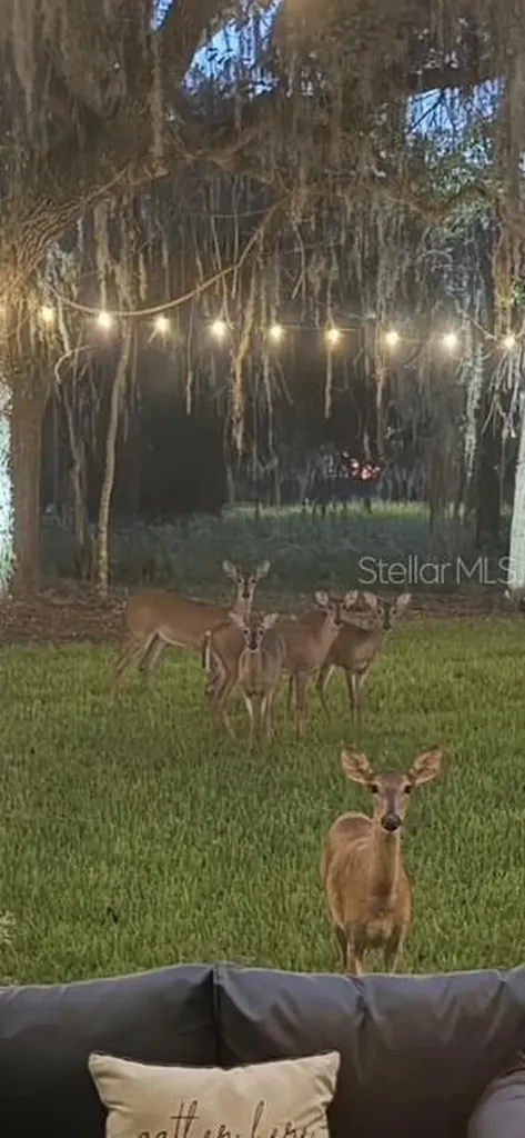4586 Hickory Oak Drive Brooksville FL 34601