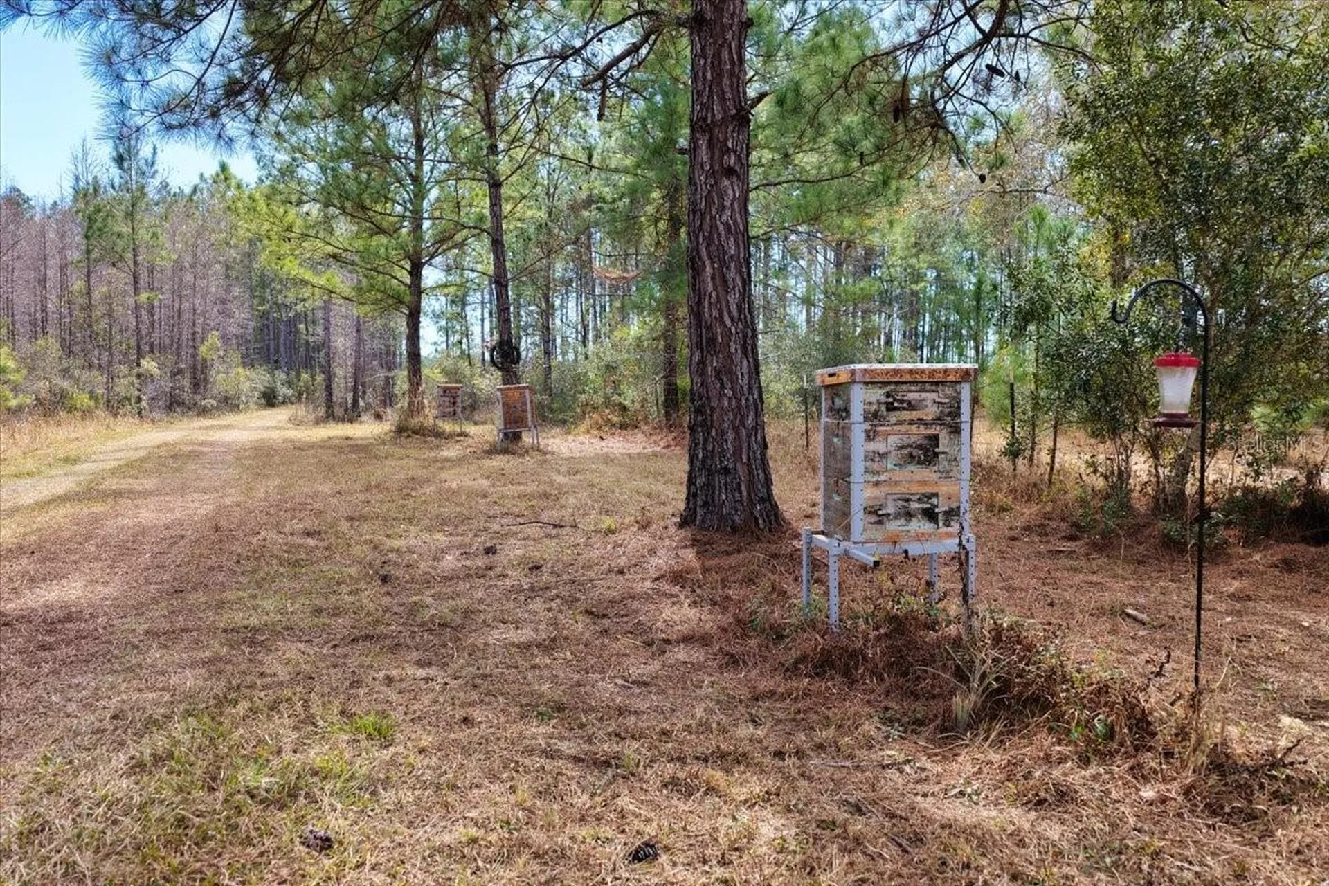 60 Acres NW Clyatt Road Chiefland FL 32626
