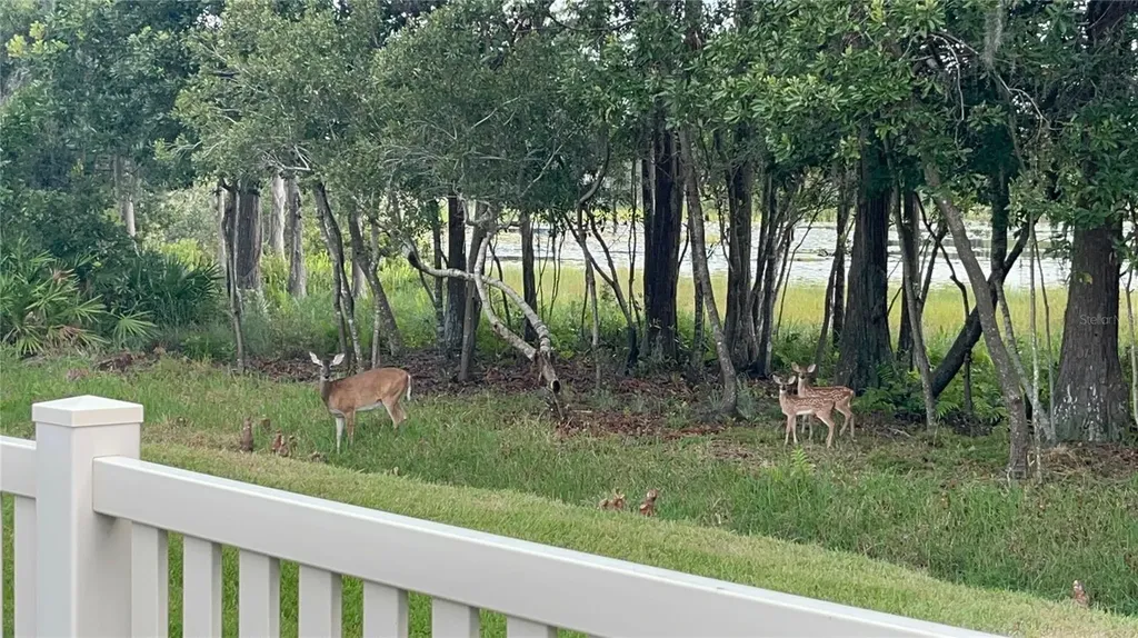 21511 Wilderness Lake Boulevard Land O Lakes FL 34637